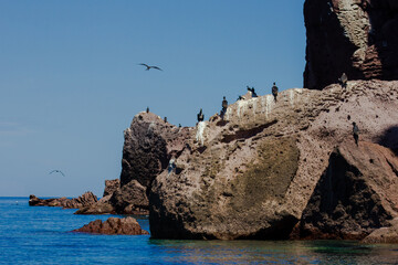 Fototapeta na wymiar Fragatas en la Isla Espíritu Santo, Golfo de California, Baja California Sur, México