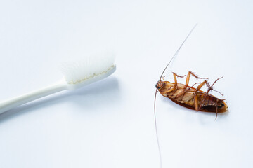 cockroaches on the toothbrush, dirty animal
