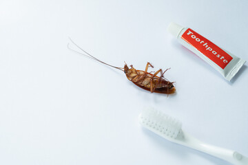 cockroaches on the toothbrush, dirty animal
