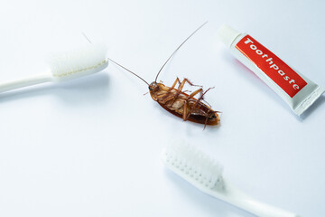 cockroaches on the toothbrush, dirty animal
