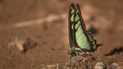 butterfly on the ground