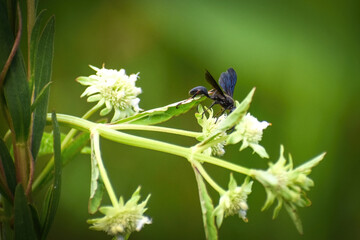 Chalybion californicum aka nearctic blue mud-dauber wasp