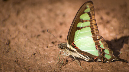 butterfly on the ground