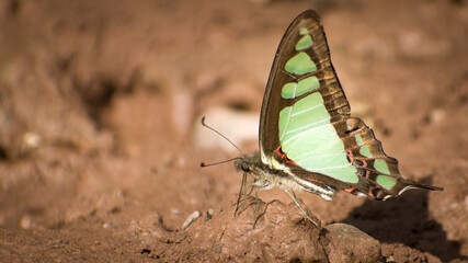 butterfly on the ground