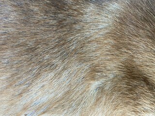 close up dog hair texture background