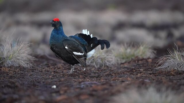 Black Grouse on spring bog ready for fighting, lekking. Spring colors of moors with black grouse, blackcock. Male Black Grouse lek game at sunrise. Lyrurus tetrix lekking in Estonia, Saaremaa swamp
