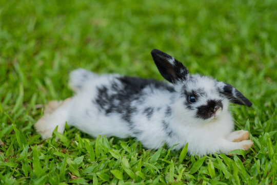 rabbit sleep on ground, bunny pet, holland lop
