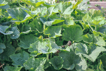 green leaves of pumpkin plants in vegetable garden