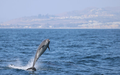 dolphin jumping in the sea, dolphin jumping out of water, bottlenose dolphin jumping , Bottlenose Dolphin, Dana Point, California 
