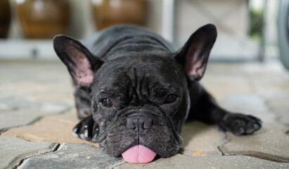 french bulldog sleeping on ground with blur background
