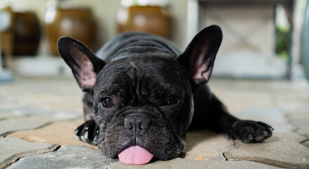 french bulldog sleeping on ground with blur background

