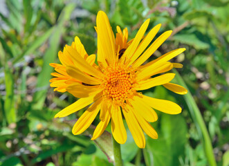 Yellow flower (Ligularia juluensis)
