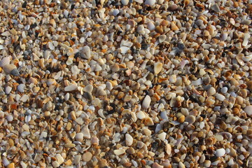 small rocks and shells on the beach sand