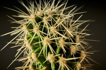 Bright closeup of green cactus needles with blurred background