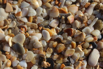 rocks and broken shells on the beach sand