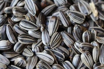 texture with sunflower seeds