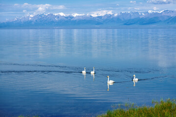 The swans in the sailimu lake in Xinjiang Uygur Autonomous Region, China.