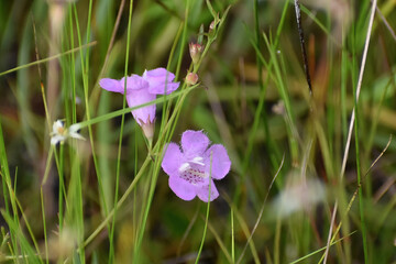 purple False foxglove flowers inm the wild © Jaimie Peterson