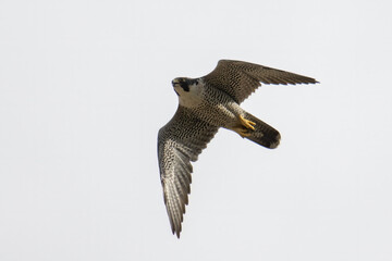 Nature wildlife image of Peregrine Falcon eagle flying on the sky.