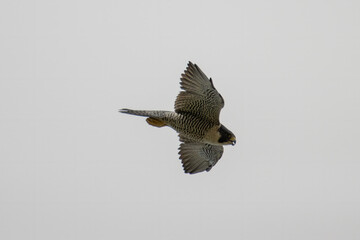 Nature wildlife image of Peregrine Falcon eagle flying on the sky.