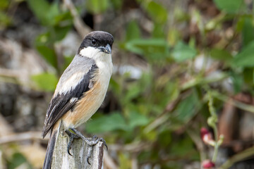 Nature wildlife image of Long-Tailed Shrike perch on tree brunch