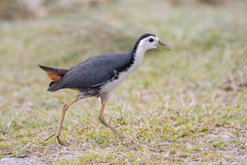 Nature wildlife image of White-breasted Waterhen - Amaurornis phoenicurus