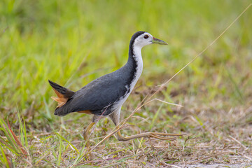 Naklejka premium Nature wildlife image of White-breasted Waterhen - Amaurornis phoenicurus