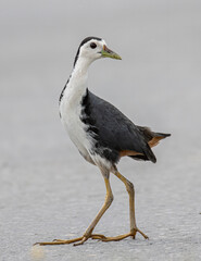 Nature wildlife image of White-breasted Waterhen - Amaurornis phoenicurus