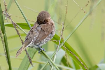 Scaly-breasted Munia eating weed or grass seed In the filed