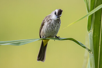 Nature wildlife bird Yellow-vented bulbul with nature green background