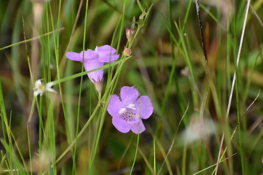purple False foxglove flowers inm the wild