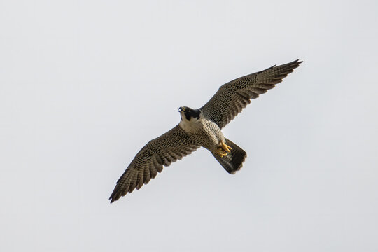 Nature wildlife image of Peregrine Falcon eagle flying on the sky.