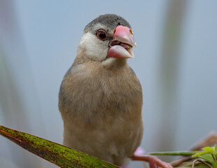 Nature Wildlife image of beautiful bird Java sparrow (Lonchura oryzivora) with green background