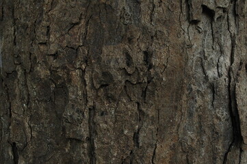 bark of a tree