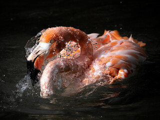 A flamingo bathing in the water with water drops on it