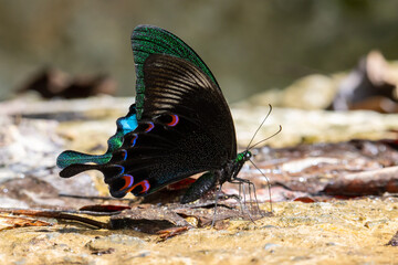 Fototapeta na wymiar Nature wildlife image of beautiful butterfly of Jungle Jade Papilio on ground drinking water