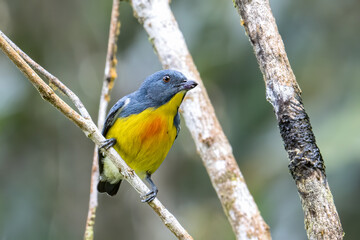 Nature wildlife image of Yellow-rumped flowerpecker (Prionochilus xanthopygius) endemic of Borneo