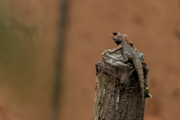 A lizard looking at the surrounding in search for it's prey