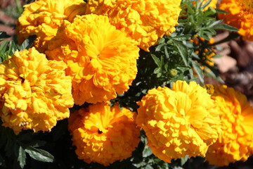 Marigolds In Bloom, Fort Edmonton Park, Edmonton, Alberta