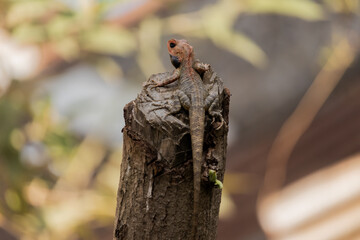 A lizard looking at the surrounding in search for it's prey