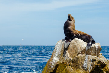 Lobo Marino tomando sol en finisterra, Cabo San Lucas