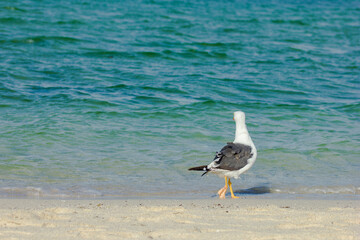 Gaviota observando el mar