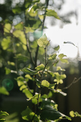 Birch branch as a beautiful natural background.