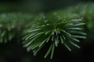 The branch of the Christmas tree in close-up.