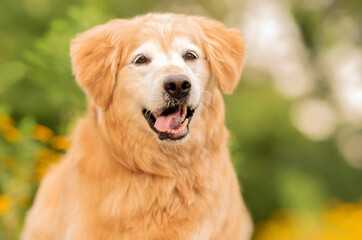 one golden retriever dog posing for the camera with the tongue out in the park