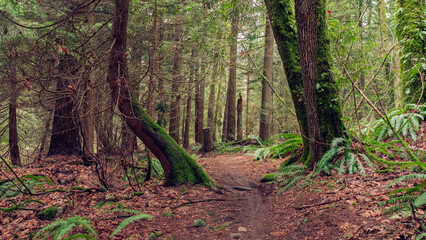 Carpet of leaves on shared biking and hiking trail and blankets of moss on trees at Burnaby Mountain Park during winter