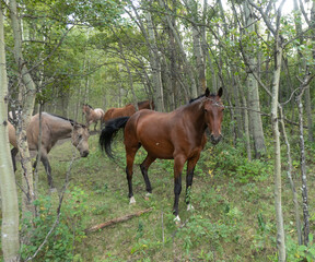 horses in woodland
