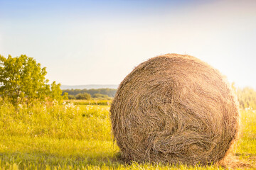 Roll of hay in a field close-up in sunbeams