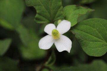 春の庭に咲くドクダミの白い花