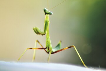 Green praying mantis
